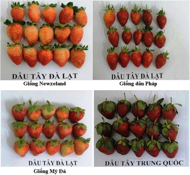 How to identify strawberries in Da Lat and Chinese strawberries