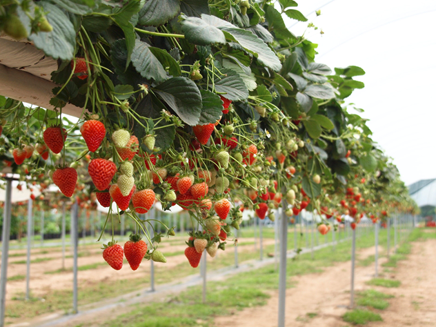 Satisfying your dream of picking strawberries with Thoi Thin Strawberry Garden