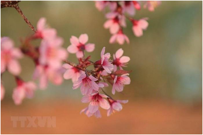 Dalat city dyed pink with cherry blossoms