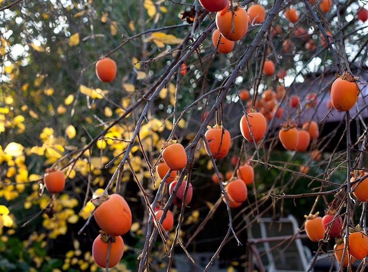 The persimmon in DaLat