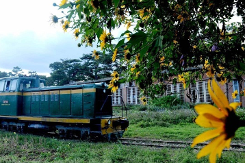 Dalat - The season of wildsunflower is coming, yellow spreads on the hills and roads