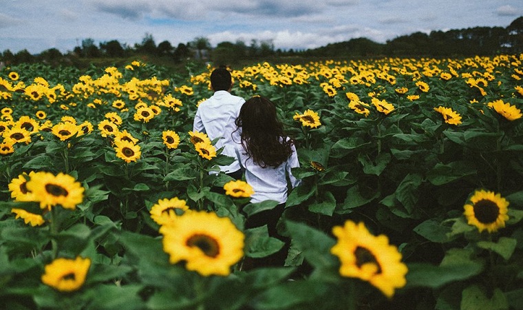 The end of the cherry blossom, the young people eagerly "welcome the sun" in the field of yellow sunflowers blooming a corner of Dalat