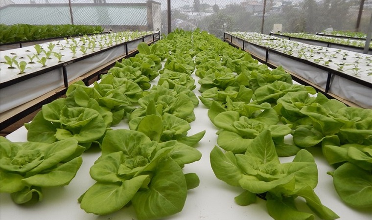 Lam Dong attracts nearly 3,000 billion VND for hi-tech agriculture