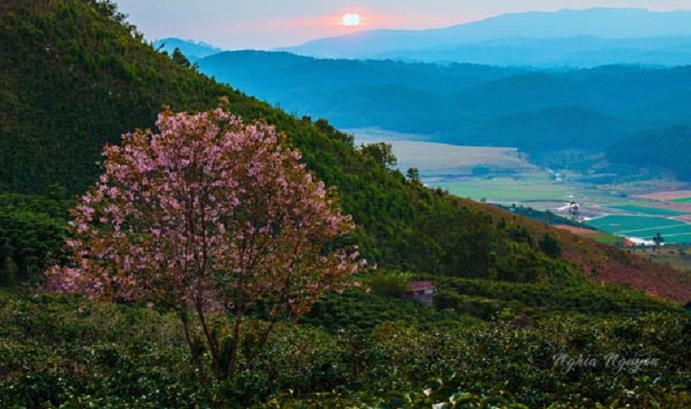 Cherry blossom is "dyeing pink" mountain town