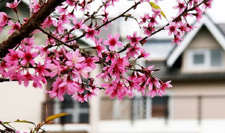 Cherry blossom blooms attract tourists to Da Lat after Tet