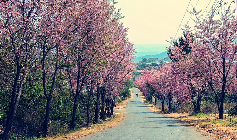 Cherry blossom is bright pink, informing those who love Dalat who have come to the season of "flower hunting"