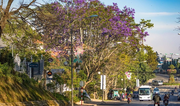 In March, Dalat dreamed of purple phoenix season