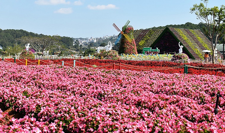 Add flower field between Van Thanh Flower Village