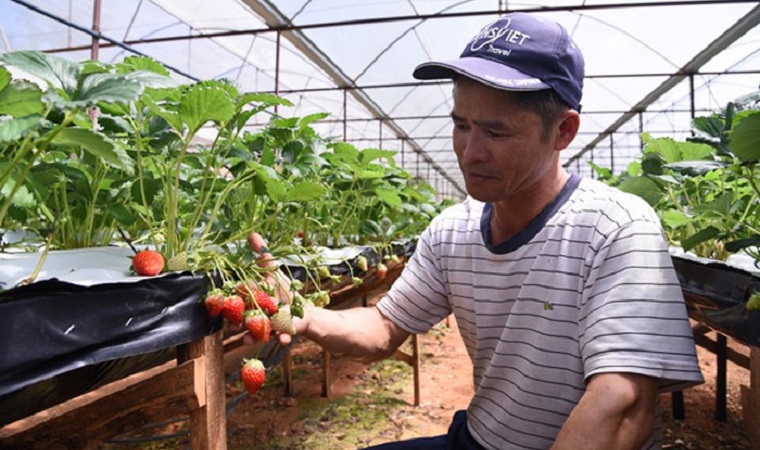 Strawberry planted in the garden, monthly income 250 million dong