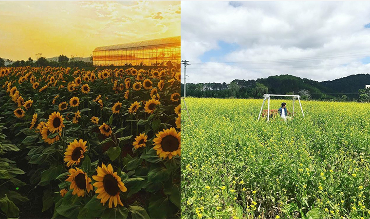 Appearance flower garden of four seasons 'blue red violet yellow', romantic as Korea in Da Lat