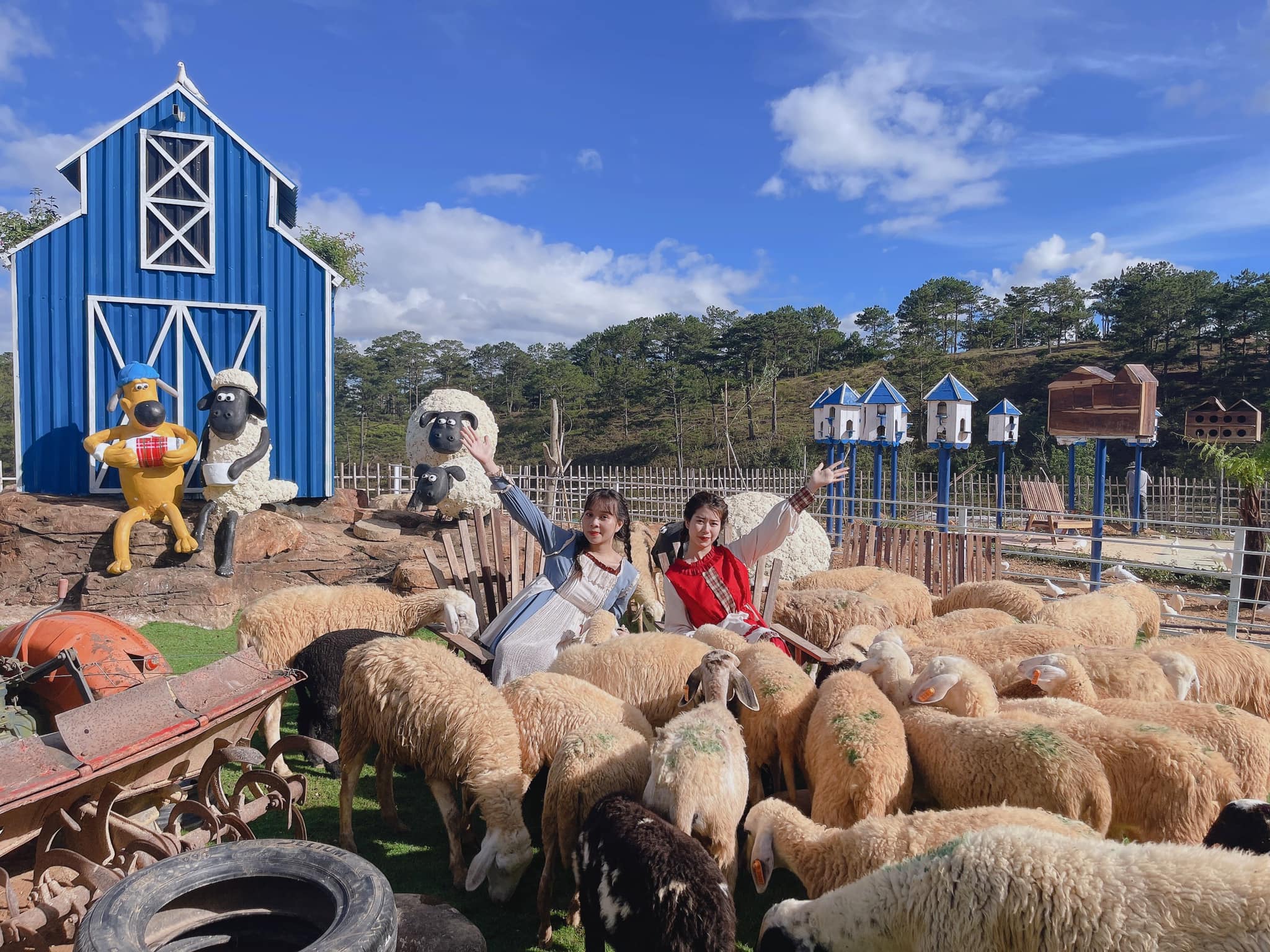 Trải nghiệm ở trang trại cừu trên thành phố hoa