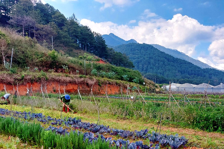 Bồ công anh Mỹ dưới chân núi Lang Biang