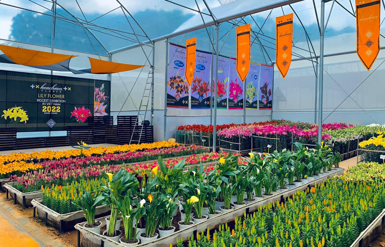 Triển lãm hoa lily - điểm đến hấp dẫn dịp Festival Hoa