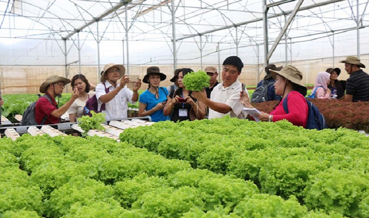 Hội nghị về giải pháp thúc đẩy thu hút doanh nghiệp đầu tư vào lĩnh vực nông nghiệp sẽ được tổ chức tại Lâm Ðồng