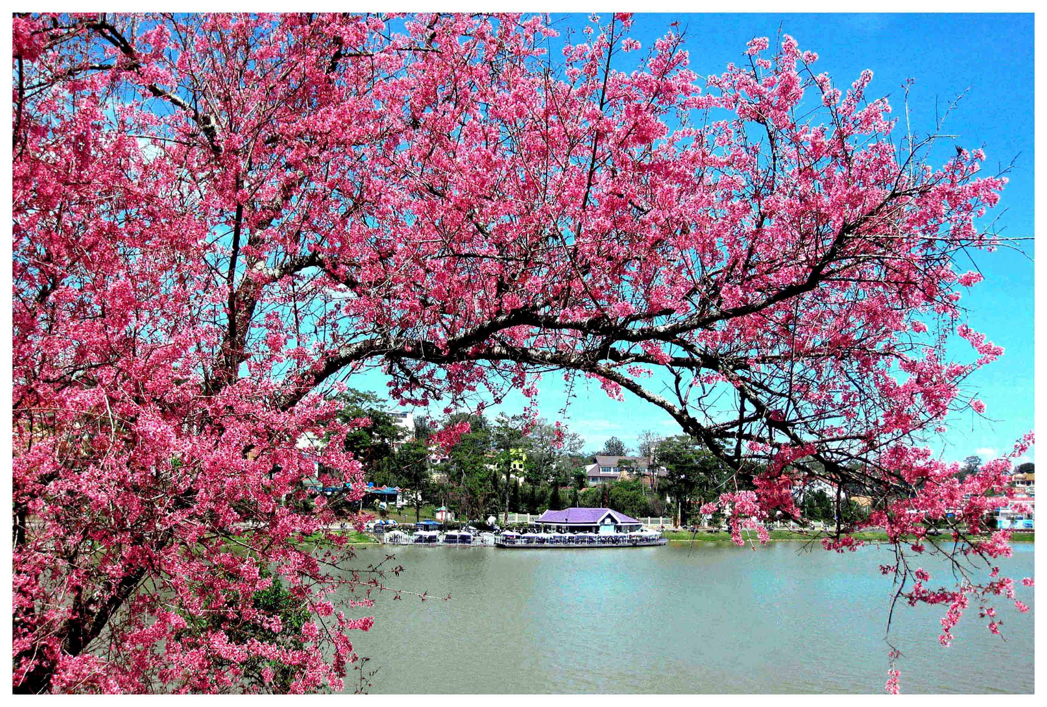 Spring travel. Далат Сакура. Розовое дерево во Вьетнаме. Цветок Дао. Цветение персикового дерева в Китае.